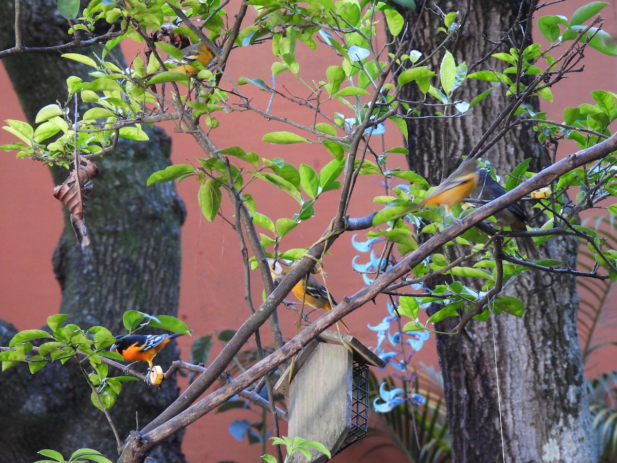 Kuzeyli Kurşuni Saltator - ML647042516