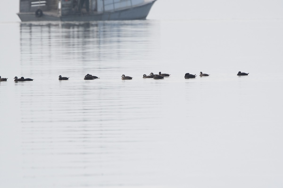 turpan žlutozobý - ML647042519