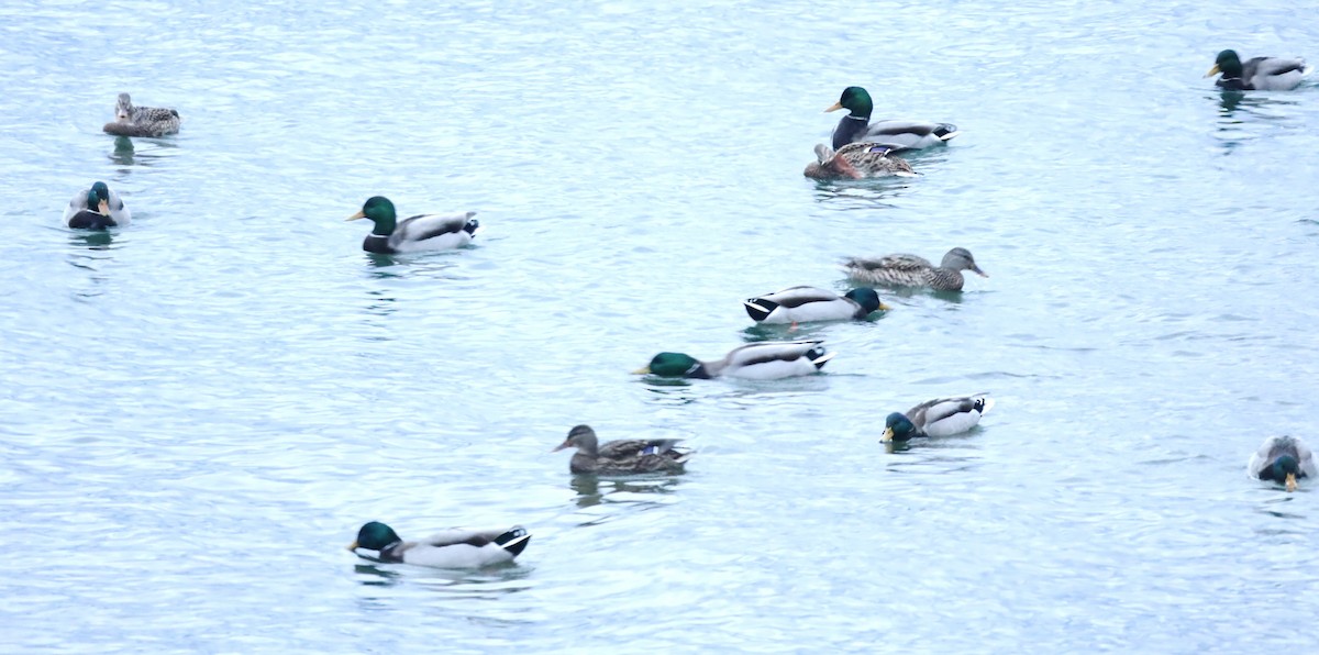 Mallard - ML647042525