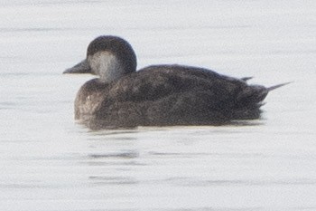 turpan žlutozobý - ML647042526