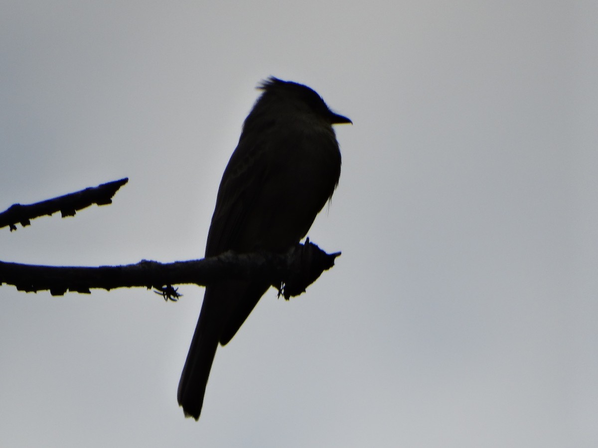 Greater Pewee - ML647042528