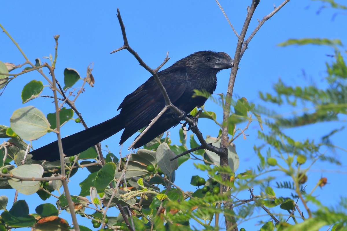 Smooth-billed Ani - ML647042532