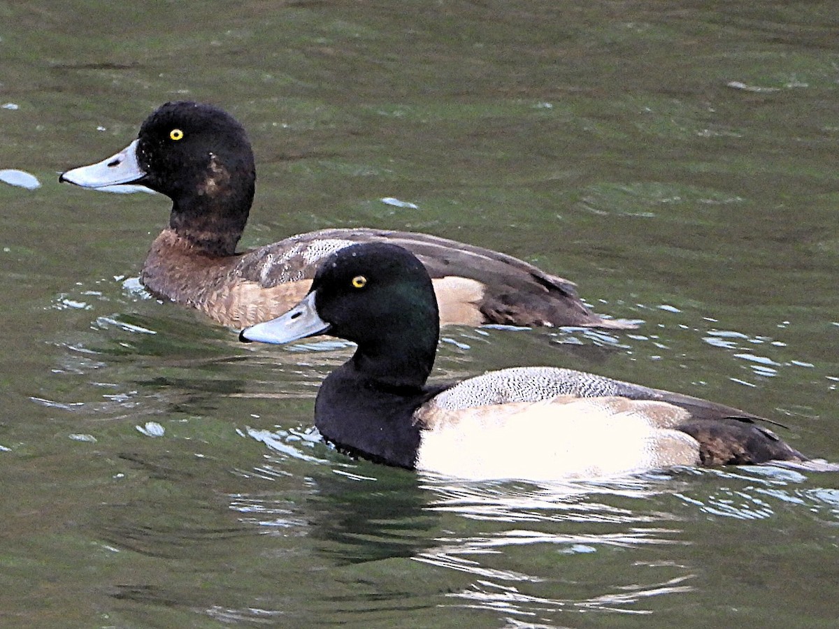 Greater Scaup - ML647042546