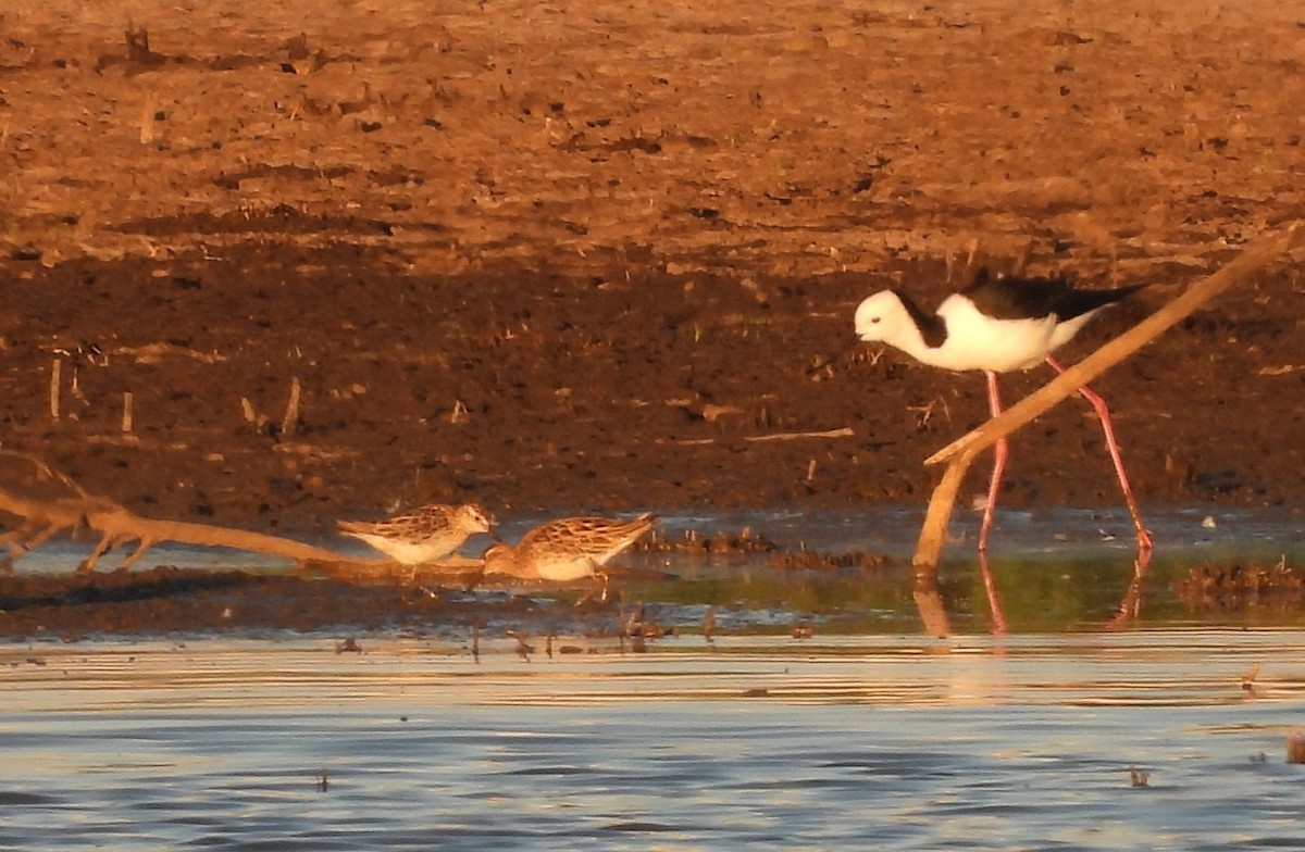 尖尾濱鷸 - ML647042568