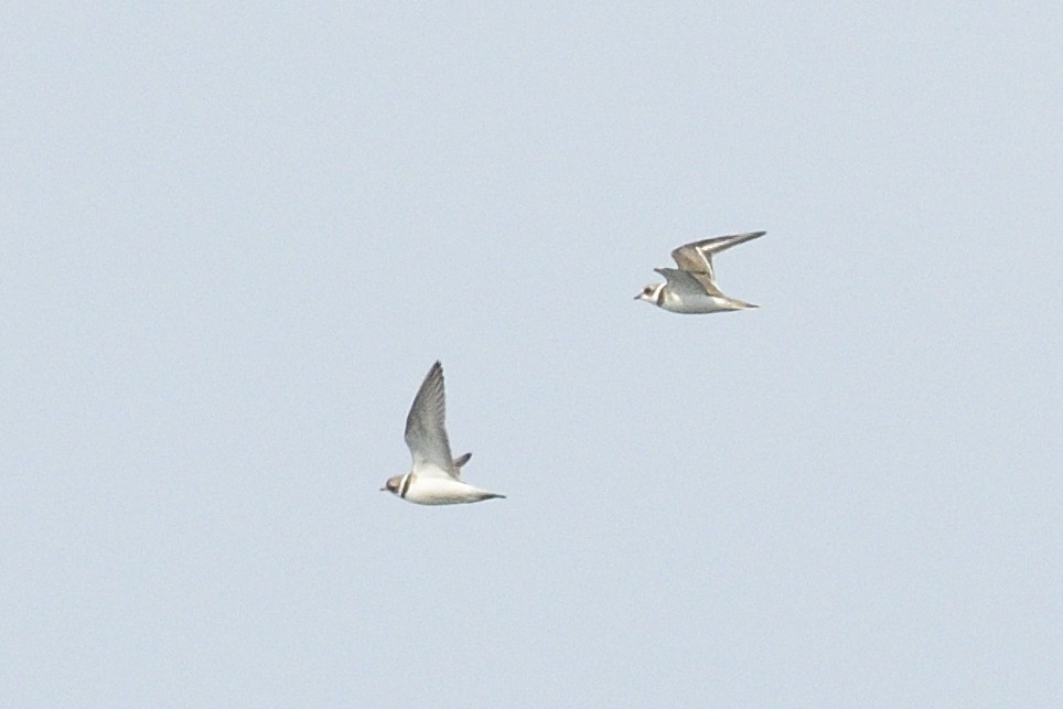 Semipalmated Plover - ML647042574