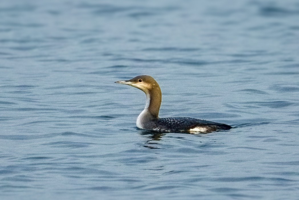 黑喉潛鳥 - ML647042575