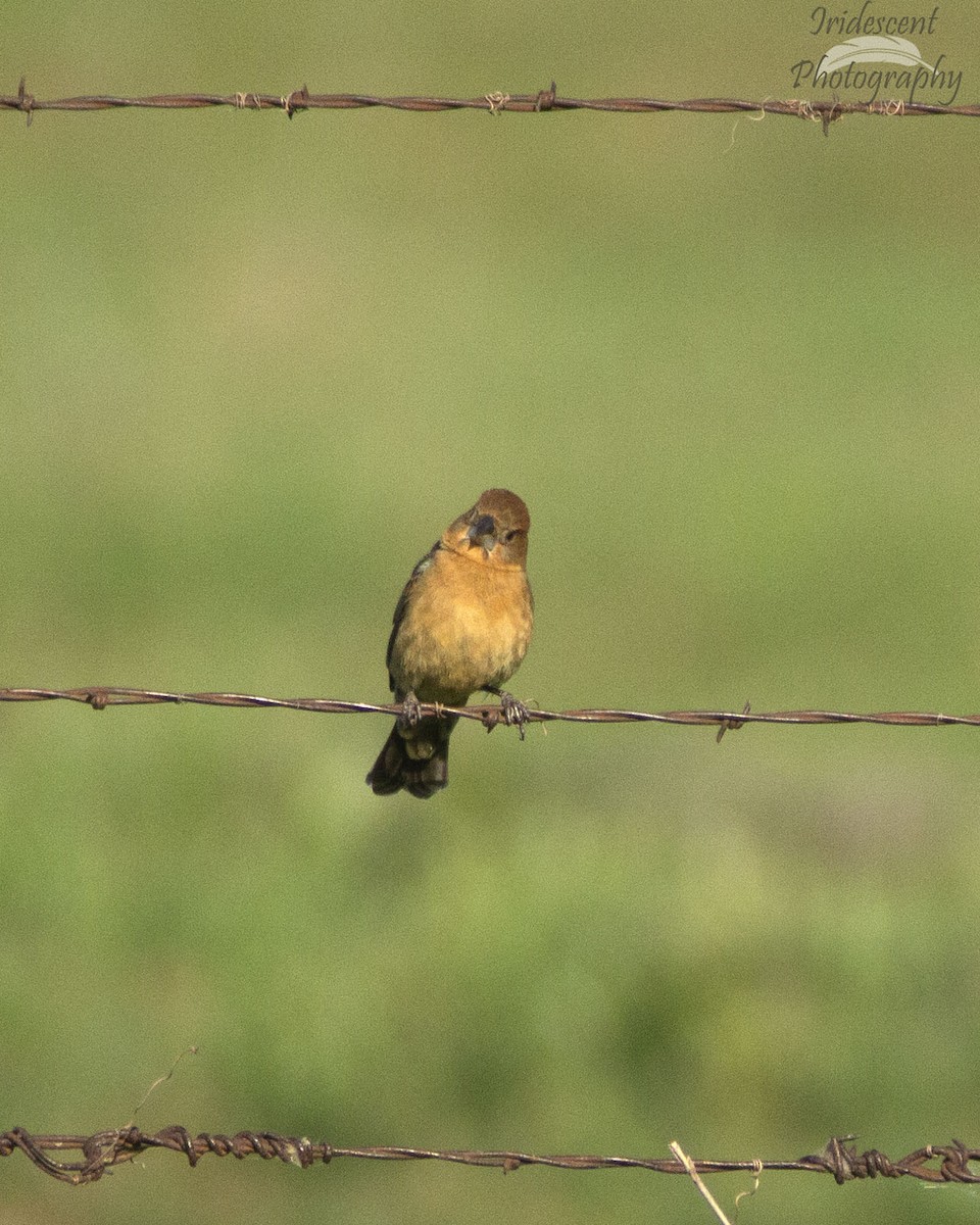 Blue Grosbeak - ML647042577