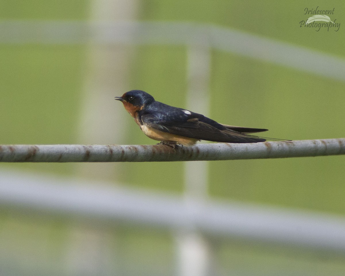 vlaštovka obecná - ML647042578