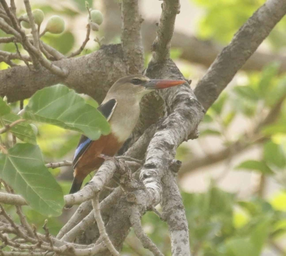 Gray-headed Kingfisher - ML647042579