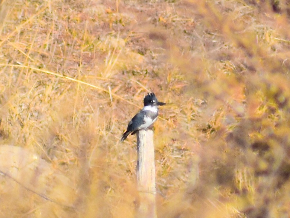 Belted Kingfisher - ML647042580