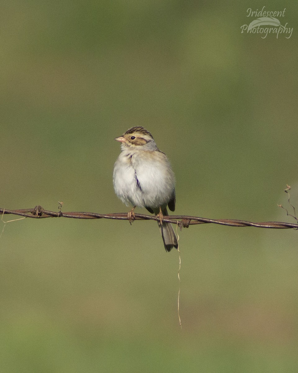 Clay-colored Sparrow - ML647042581