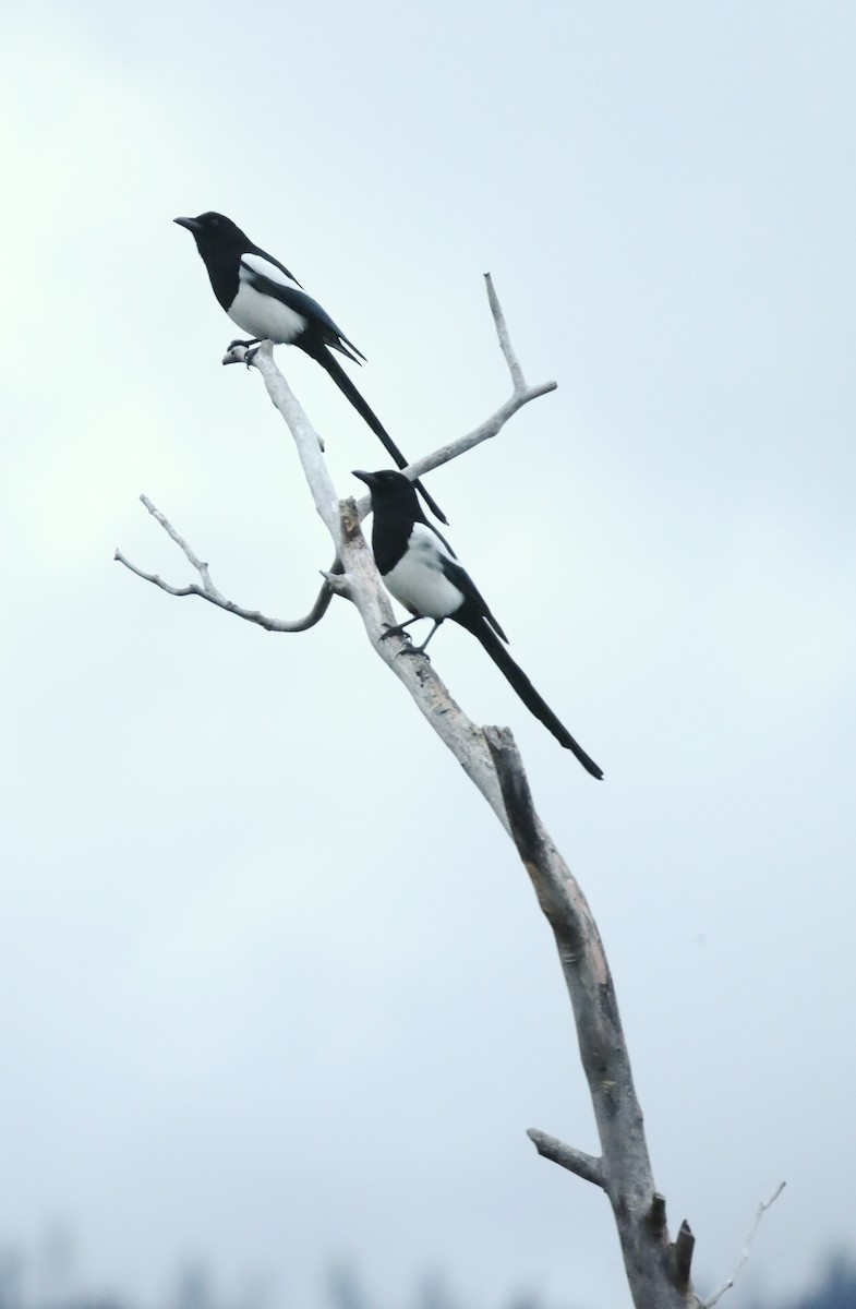 Black-billed Magpie - ML647042582