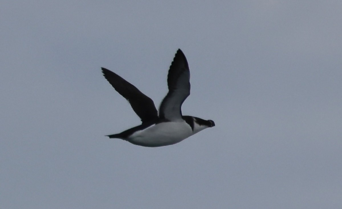 Razorbill - ML647042583