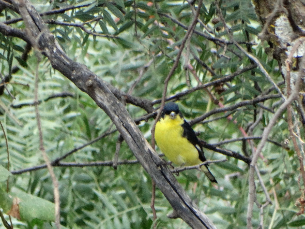 Lesser Goldfinch - ML647042584