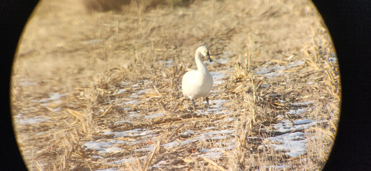 小天鵝 - ML647042585