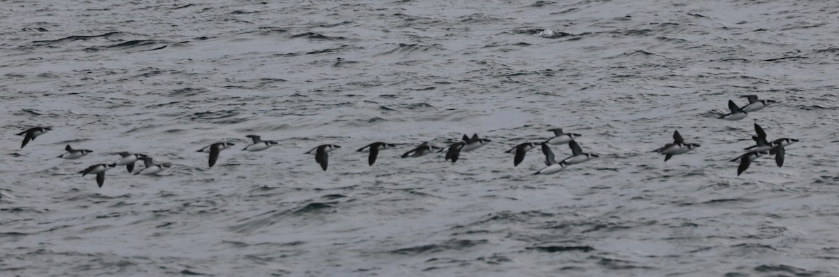 Razorbill - ML647042586