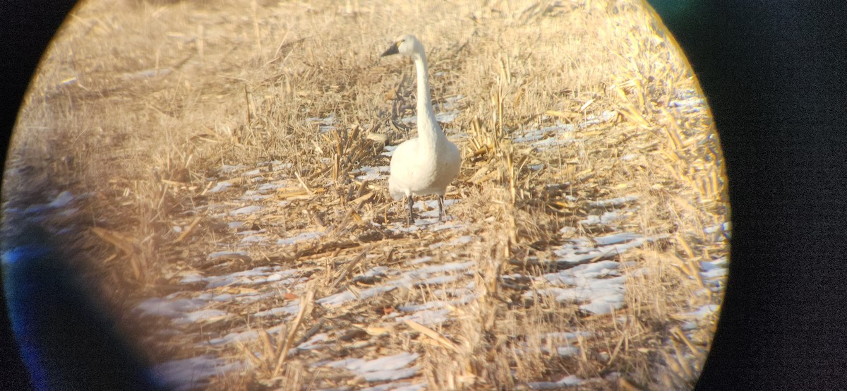 小天鵝 - ML647042587