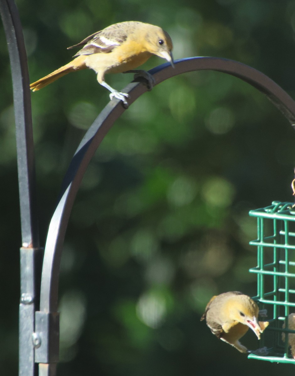 Baltimore Oriole - ML647042588