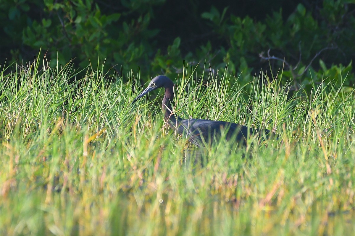 Little Blue Heron - ML647042589