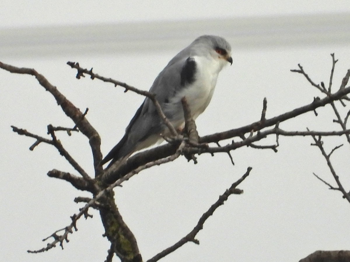 黑翅鳶 - ML647042590