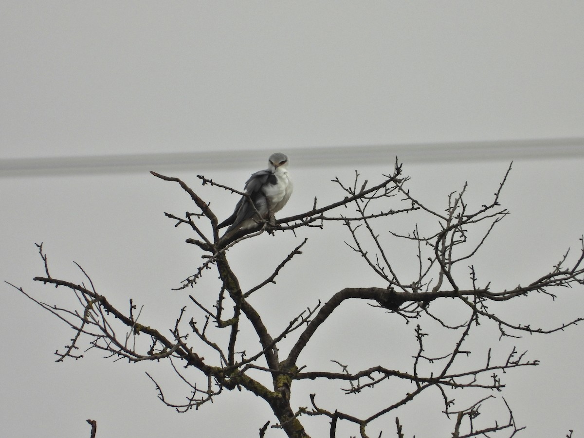 黑翅鳶 - ML647042591