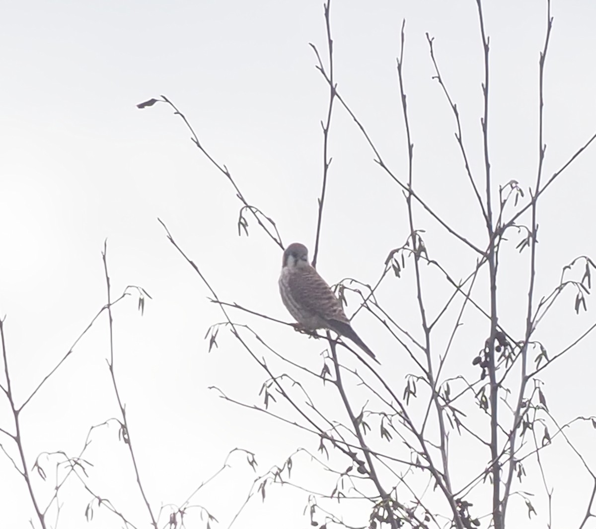 American Kestrel - ML647042592