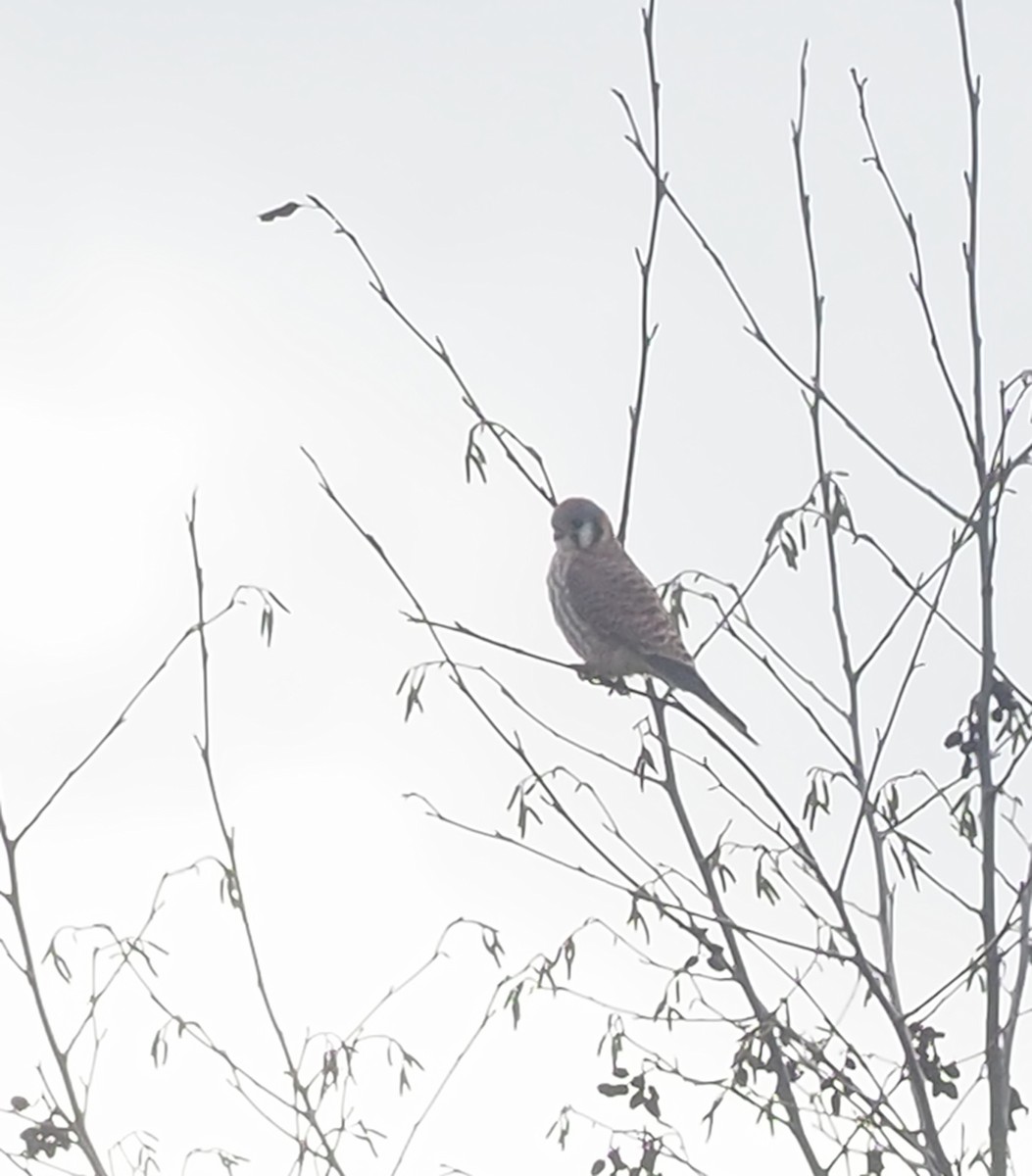American Kestrel - ML647042593