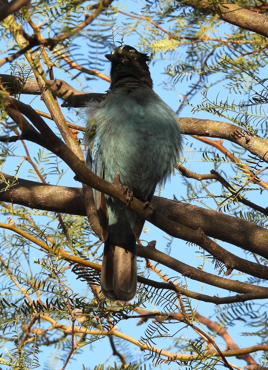 Steller's Jay - ML647042597