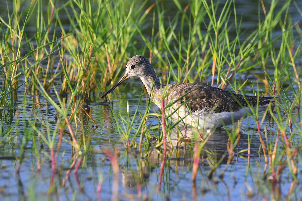 Greater Yellowlegs - ML647042599