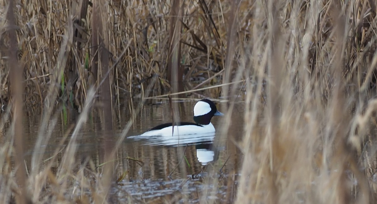 Bufflehead - ML647042600