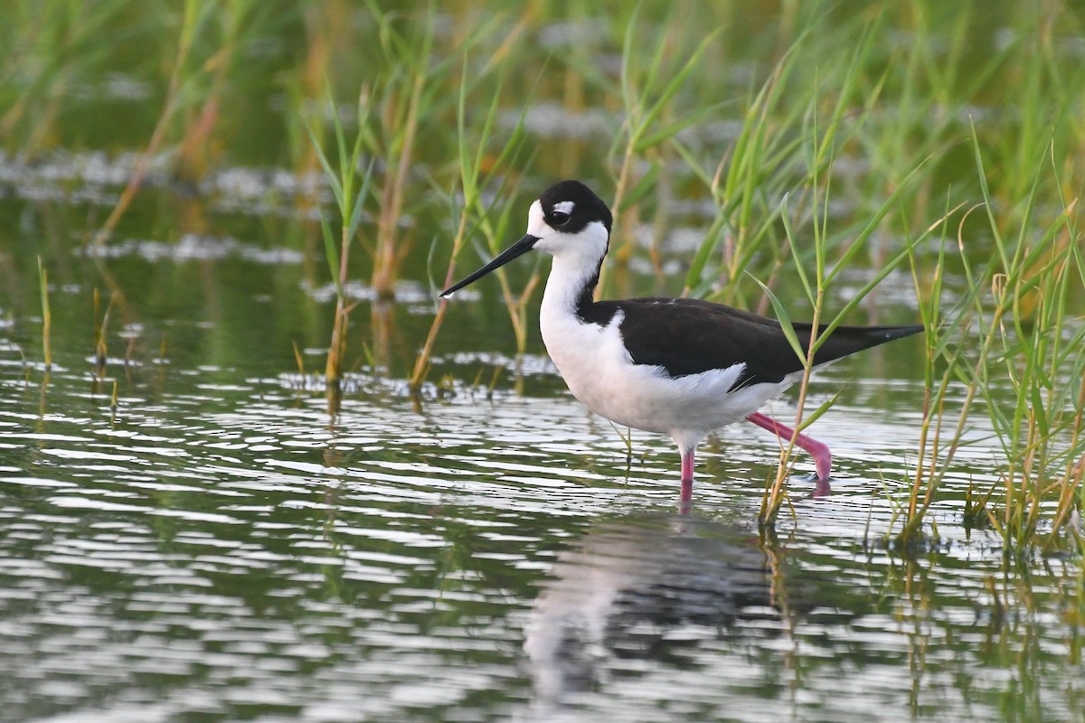 Black-necked Stilt - ML647042601