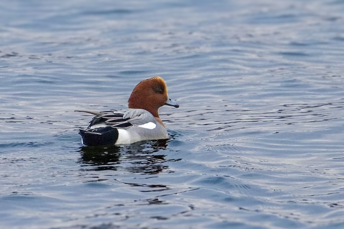 赤頸鴨 - ML647042602