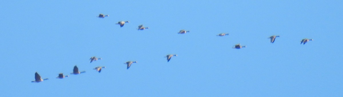 白額雁 - ML647042603