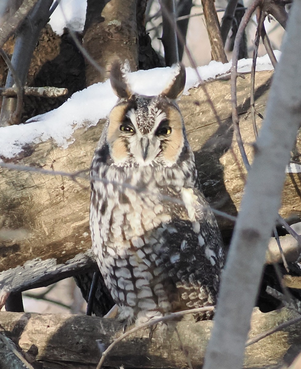 Long-eared Owl - ML647042607