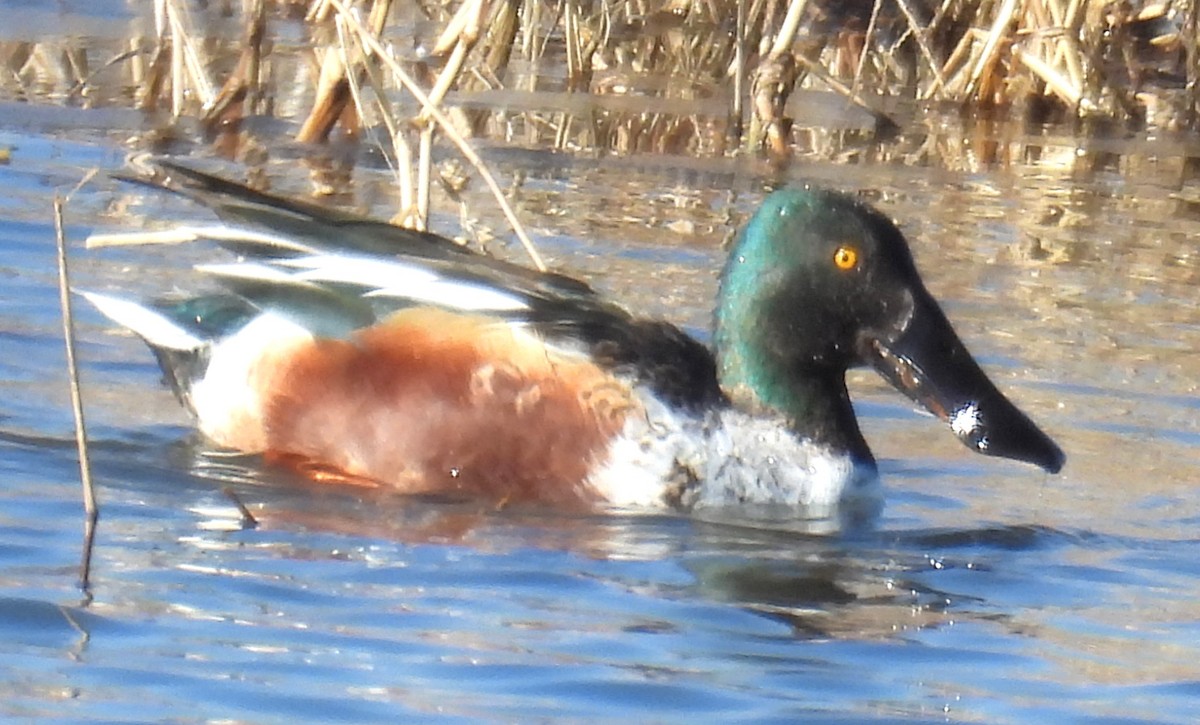 琵嘴鴨 - ML647042608