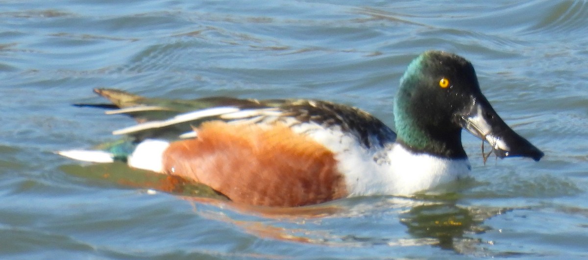 琵嘴鴨 - ML647042609