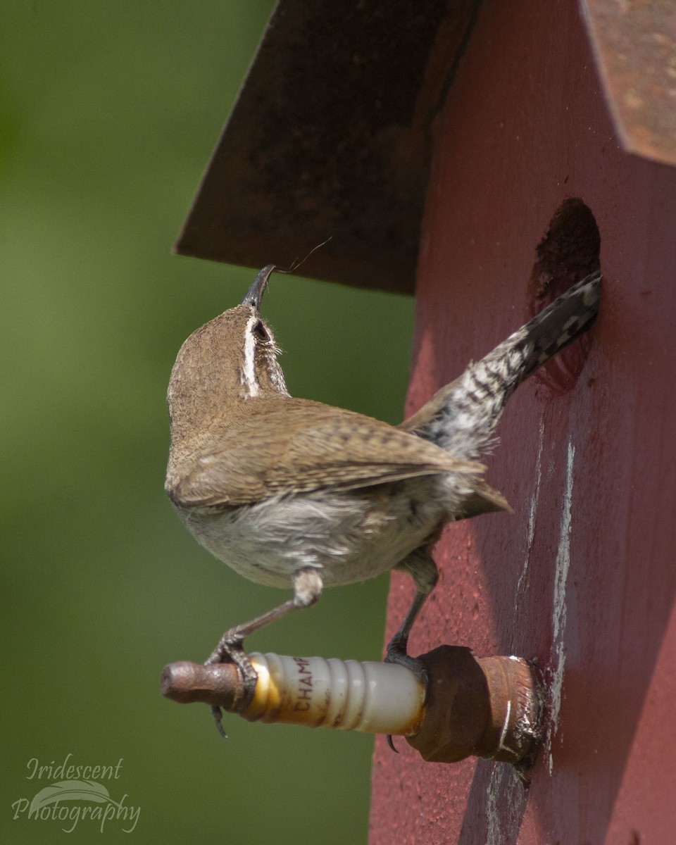 Bewick's Wren - ML647042611