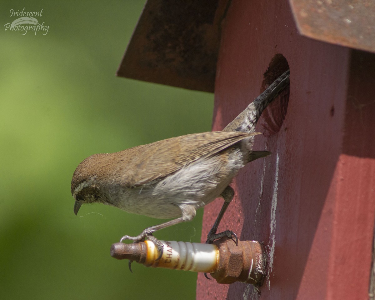 Bewick's Wren - ML647042612
