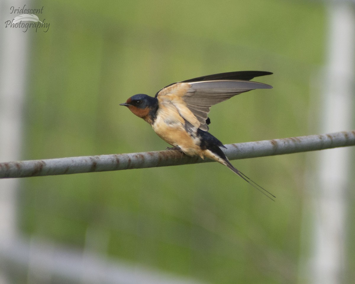 vlaštovka obecná - ML647042615