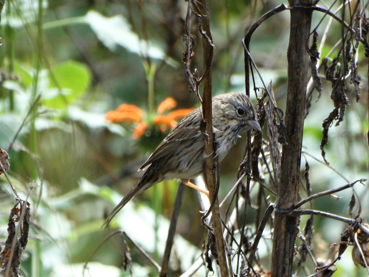 Lincoln's Sparrow - ML647042622