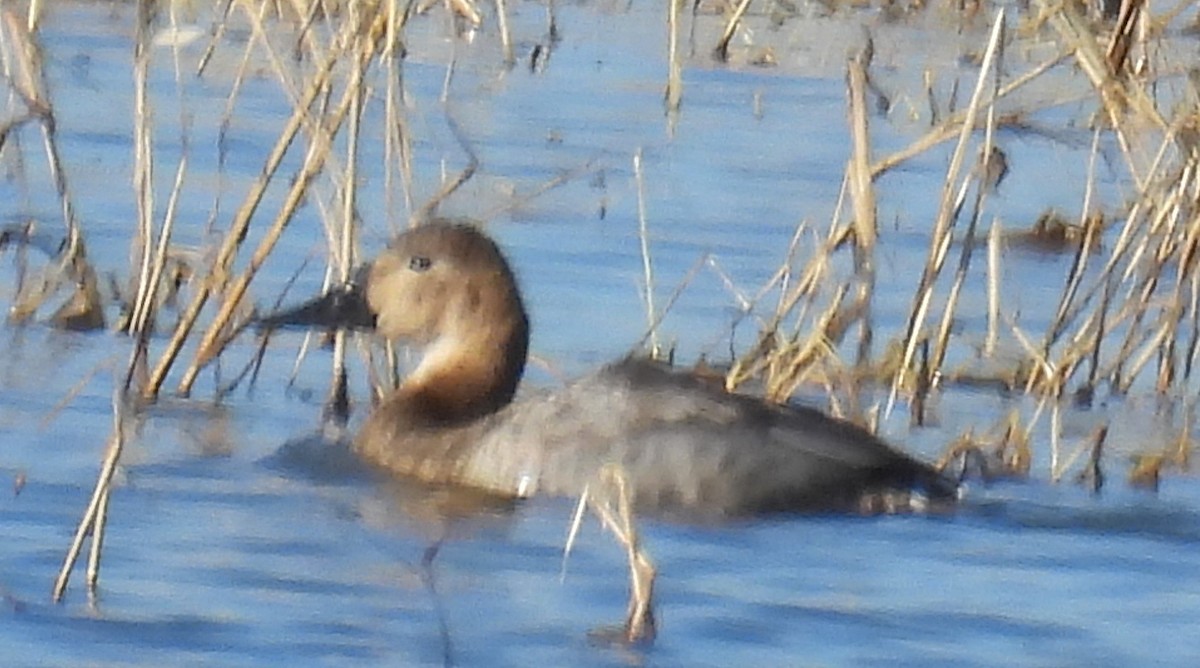 Murgilari bizkarzuria - ML647042625