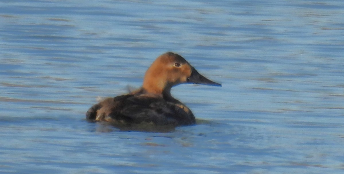 Murgilari bizkarzuria - ML647042626