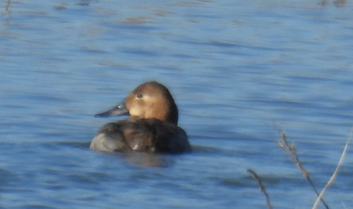 Murgilari bizkarzuria - ML647042627