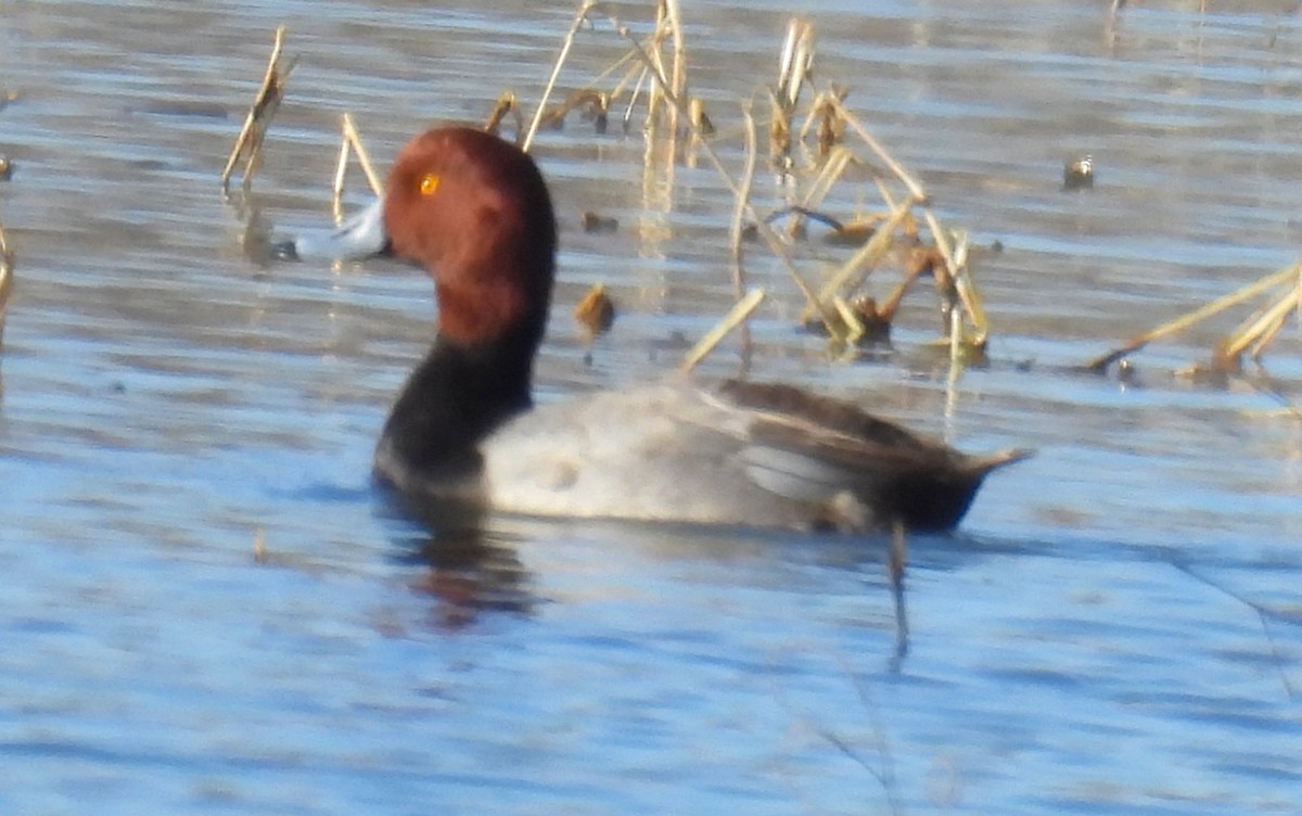 Redhead - ML647042631