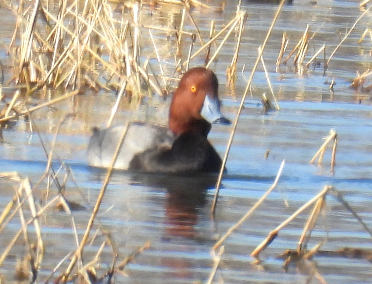 Redhead - ML647042632