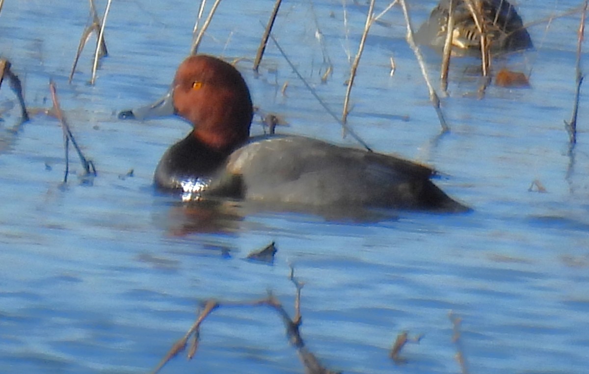 Redhead - ML647042633