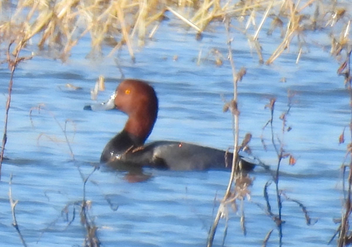 Redhead - ML647042634