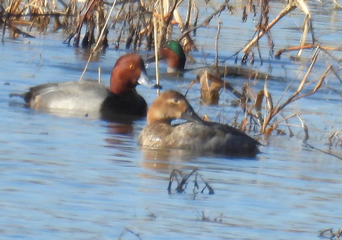 Redhead - ML647042635