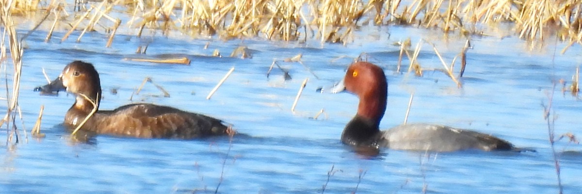 Redhead - ML647042636