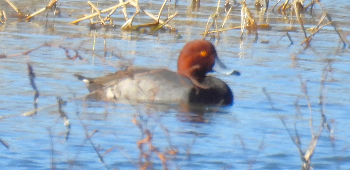 Redhead - ML647042637